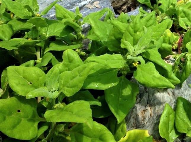 ツルナの栽培難易度