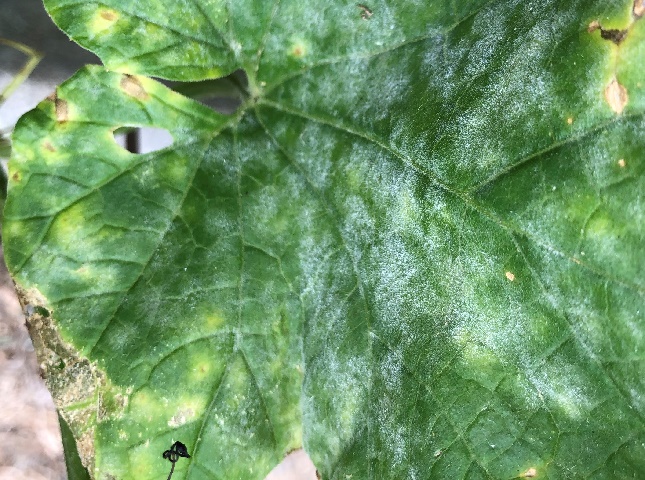 野菜の病害対策