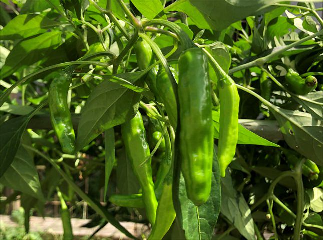 野菜作りの基礎知識