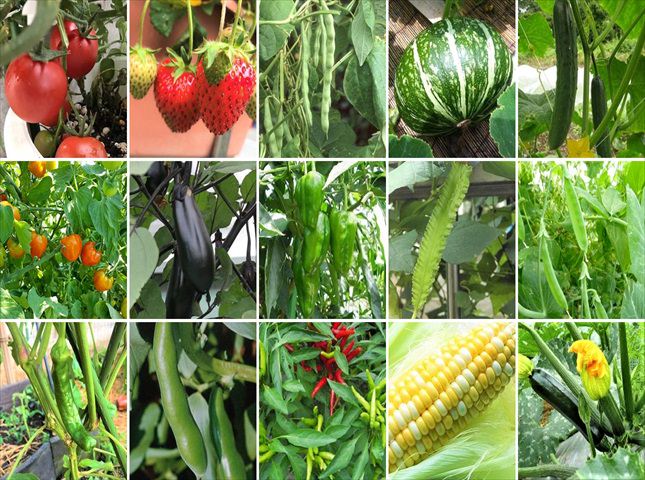 野菜栽培方法（品種別）
