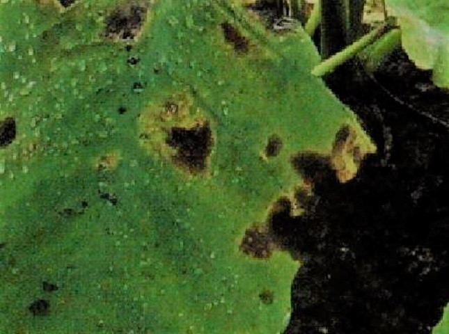 疫病の治療と対策（予防方法）