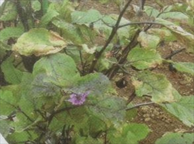 萎凋病の治療と対策（予防方法）