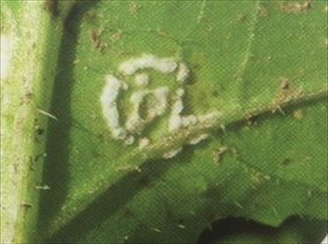 白さび病の治療と対策（予防方法）