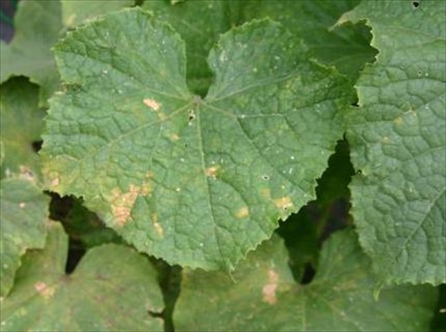 野菜に発生する病気の種類と対策